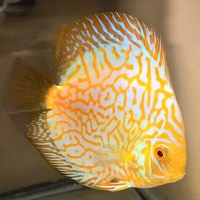 Discus Yellow Pigeon Blood Discus 9cm