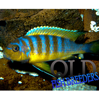 Zebra Long Pelvic Cichlid - Metriaclima Zebra Long Pelvic 5cm