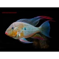 Albino Thread Finned Acara - Acarichthys heckelii 4cm