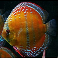 Discus Alenquer 9cm