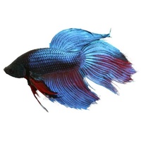 Siamese Betta Male Fighter Fish 6cm