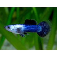 Blue Panda Male Guppy 3cm