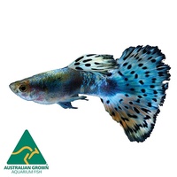 Blue Cobra Male Guppy 3cm