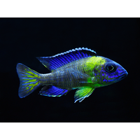 Neon Blue Peacock Aulonocara stuartgranti (Chiwindi) 