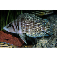 Calvus Cichlid 5cm 