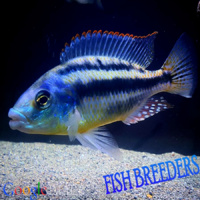 Chilotilapia Euchilus Cichlid 5cm