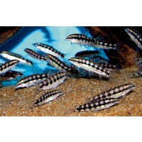 Dwarf Loach - Ambastaia sidthimunki 4cm