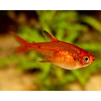 Ember Tetra 2.5cm