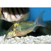 Emerald Cory Catfish 3.5cm Brochis Splendens