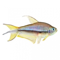 Emperor Tetra 2-3cm