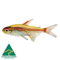 Glowlight Tetra 3cm