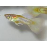 Guppy Feeder Fish 2.5cm