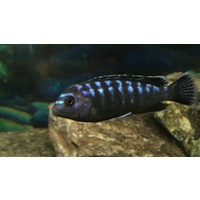 Interuptus Cichlid 5cm