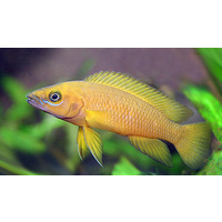 Cichlid Neolamprologus Leleupi Orange 3.5cm