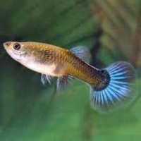 Female Neon Blue Guppy 3.5cm