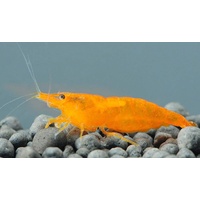 Orange Shrimp 