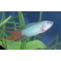 Paradise Fish 4cm (Macropodus opercularis)