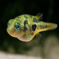 Freshwater Dwarf Pea Puffer Carinotetraodon Travancoricus