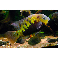 Pearsei Cichlid 7cms