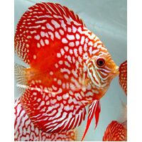 Discus Red Rainbow 12cm