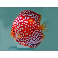 Discus Red dragon 12cm High Quality