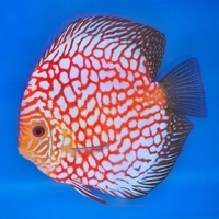 Discus Pigeon Checkerboard 5cm