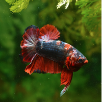 Betta Select Male Plakat Double Tail Koi 5cm Fighter Fish