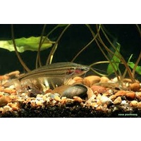 Poorman's Glass Catfish 5cm
