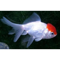 Oranda Red Cap Goldfish 7cm