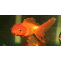 Oranda Red Goldfish 9cm