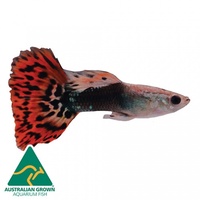 Red Dragon Tail Male Guppy 3.5cm