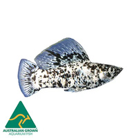 Sailfin Male Molly 6.5cm