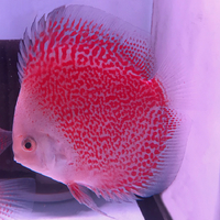 Discus Snow Leopard 5cm