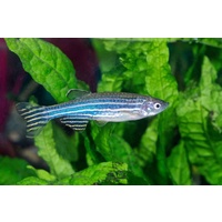 Zebra Danio 3.5cm