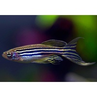 Zebra Longfin Danio 3.5cm