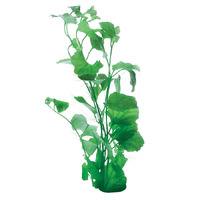Cardamine Lyrata Live Aquarium Plant