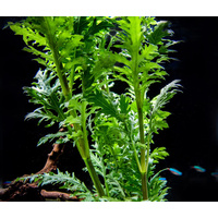 Wisteria Aquarium Live Plant