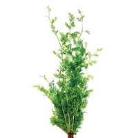 Lace Fern Live Aquarium Plant