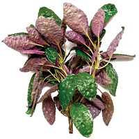 Purple Waffle Aquarium Live Plant