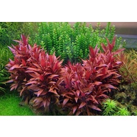 Ultra-Violet -  Alternanthera sessilis Live Aquarium Plant  Fish Tank