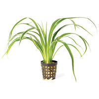 Chlorophytum Live Aquarium Plant 5cm
