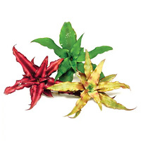 Christmas Stars Live Aquarium Plant
