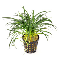 Dwarf Pongol Live Aquarium Plant - 5cm