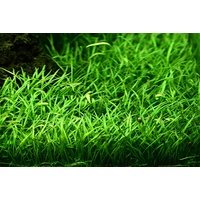 Lilaeopsis Live Plant Aquascaping 5 Pack