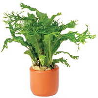 Micro Crested Live Aquarium Plants - Terracotta 3cm Pots