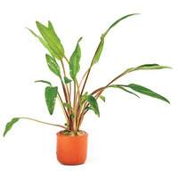 Crypt. Lutea Live Aquarium Plant -Terracotta 3cm Pots