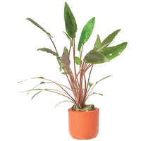 Crypt. Petchii Live Aquarium Plant - Terracotta 3cm Pots
