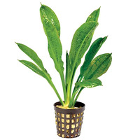 Echinodorous Tropica Live Aquarium Plant