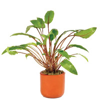 Crypt. Wendtii Tall Live Aquarium Plant -Terracotta 3cm Pot