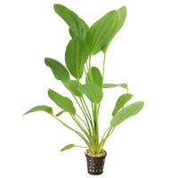 Echinodorus Felix Live Aquarium Plant - 5cm Pot